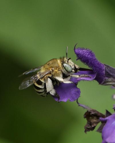 Amegilla albigena